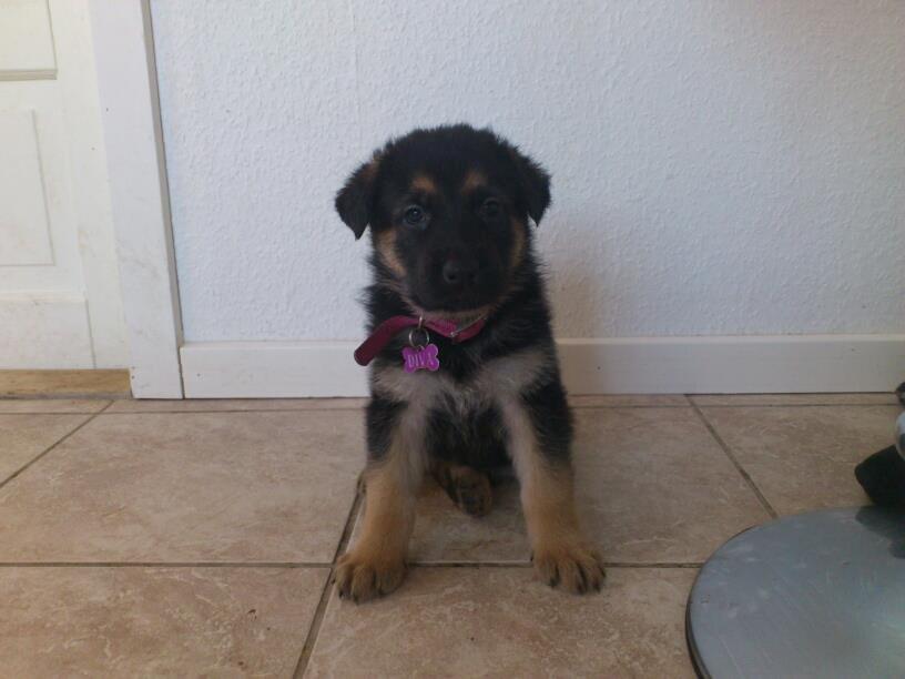 Schæferhund Diva (Himmelhund) - Diva kort tid før vi fik hende. billede 7