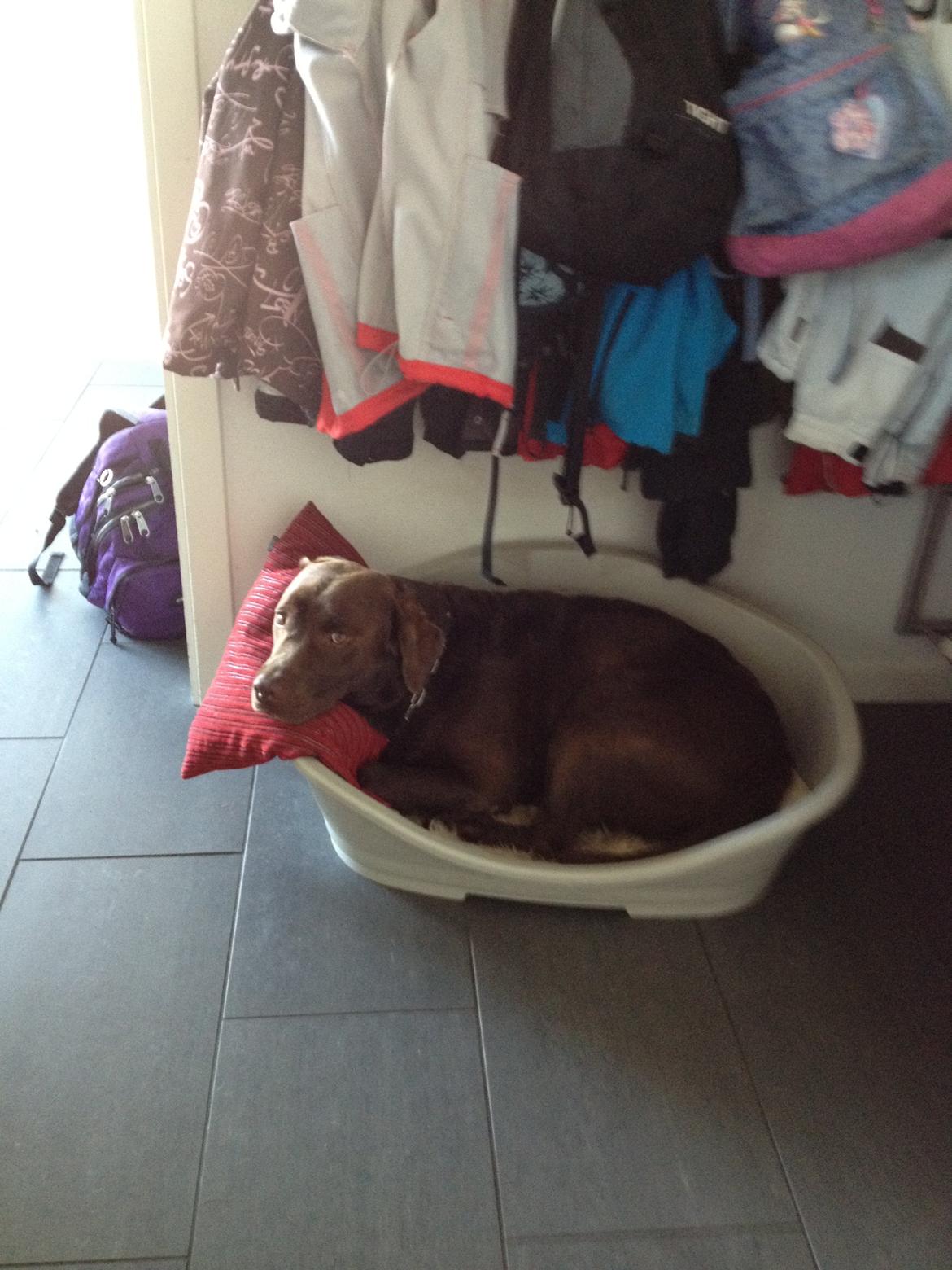 Labrador retriever Max (Verdens bedste hund) <3 billede 22