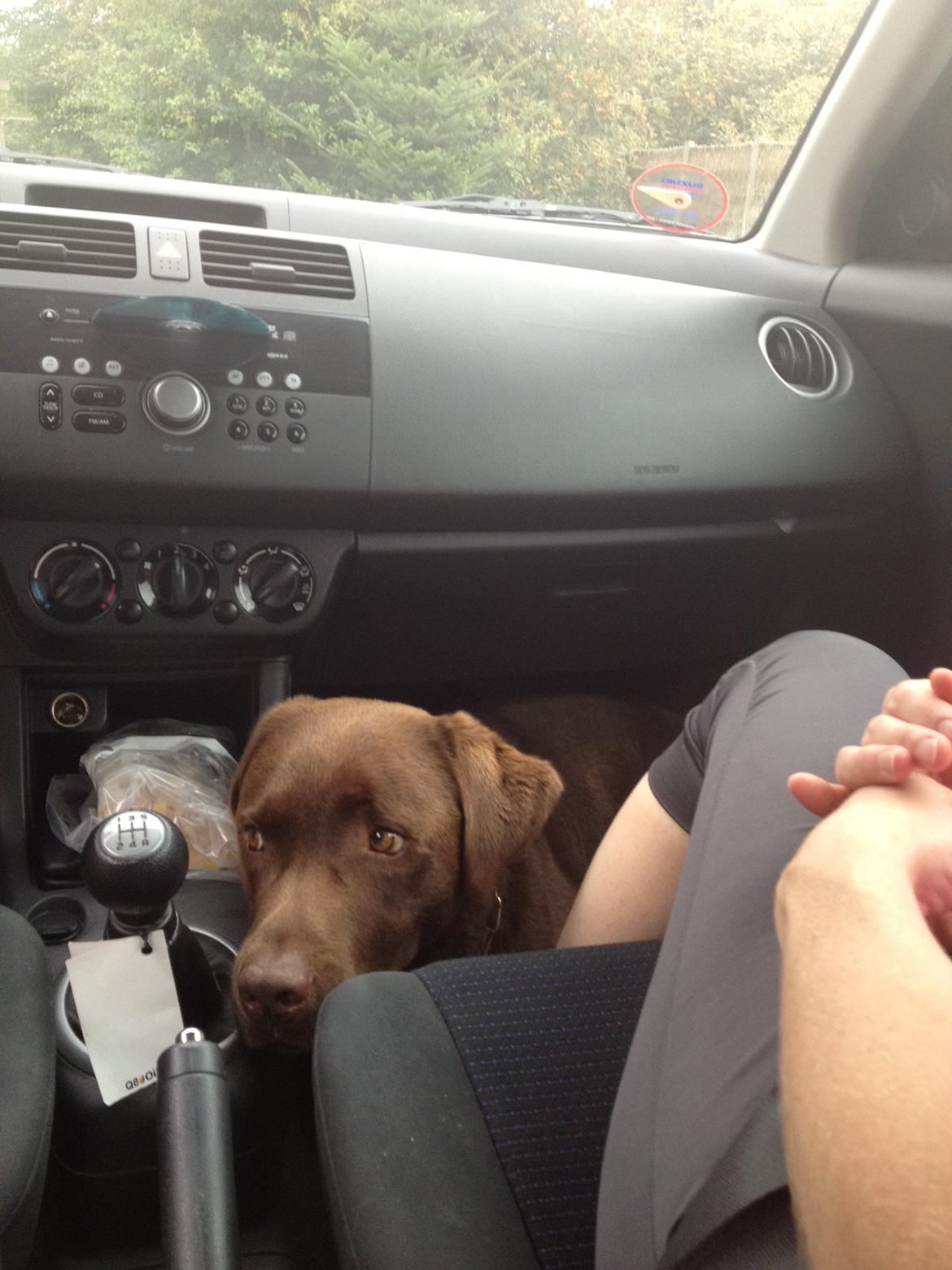 Labrador retriever Max (Verdens bedste hund) <3 - Biltur, som max elsker<3 billede 23