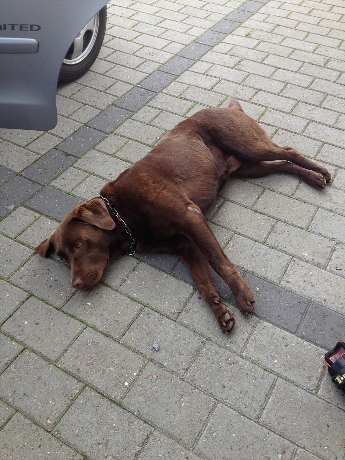 Labrador retriever Max (Verdens bedste hund) <3 - lidt træt måske? billede 24