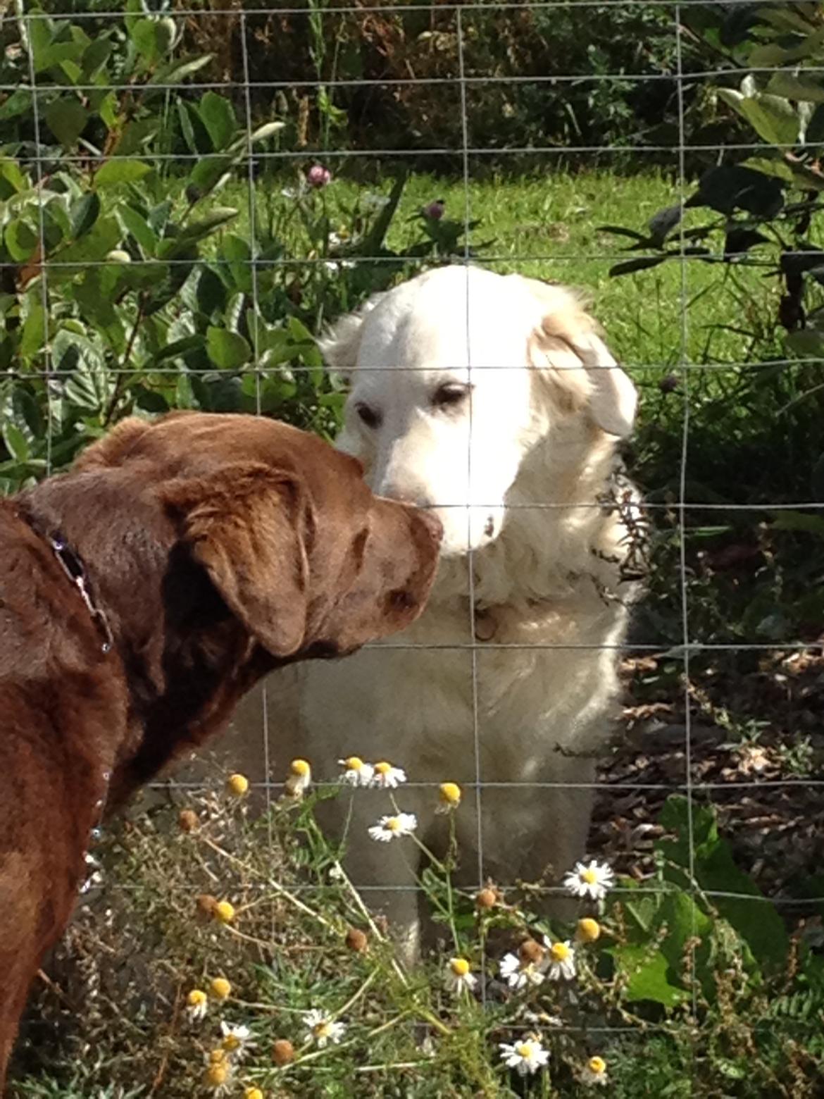 Labrador retriever Max (Verdens bedste hund) <3 - mysser med nabohunden "tes":) billede 25