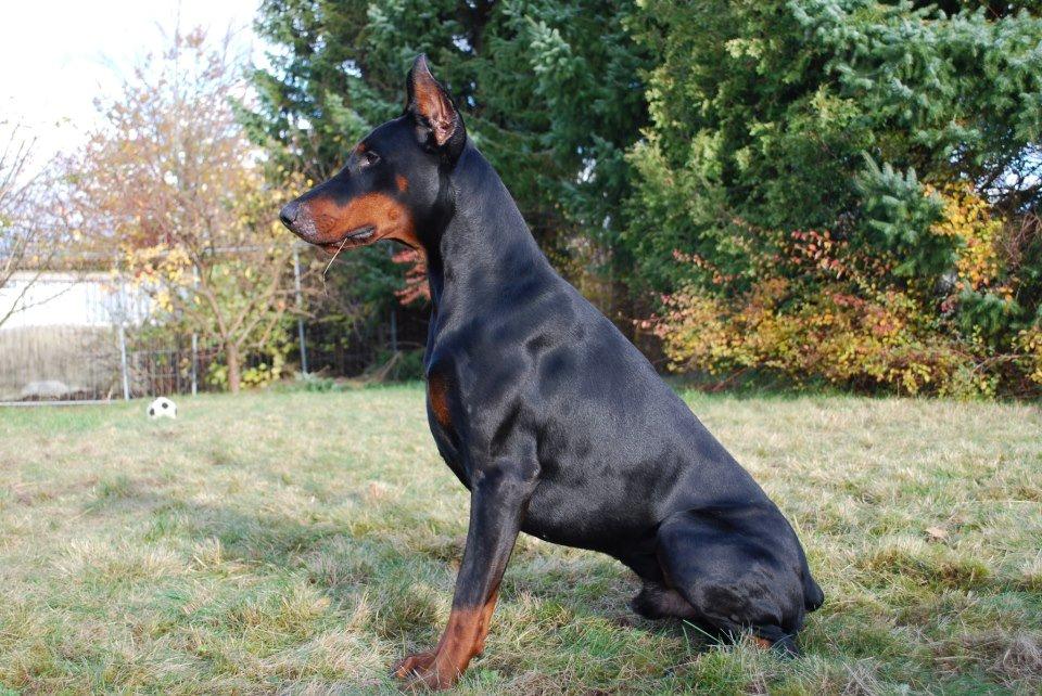 Dobermann otto de altobello billede 1