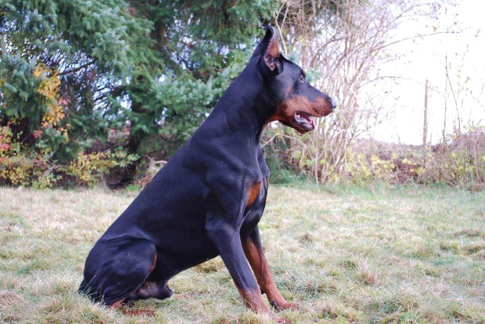 Dobermann otto de altobello billede 2