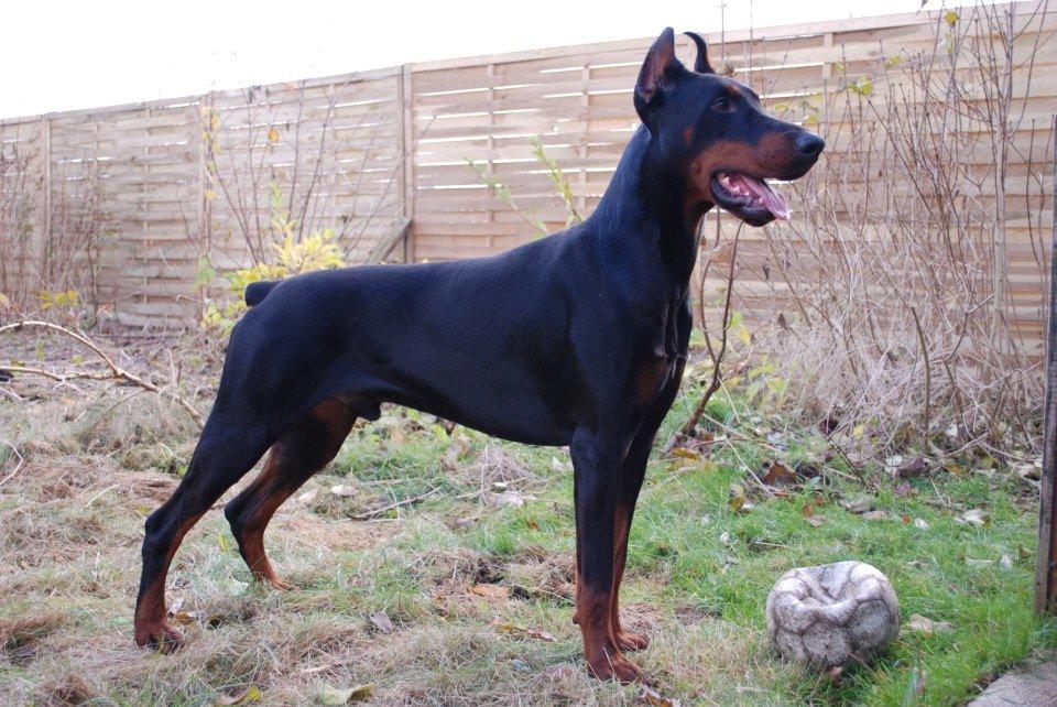 Dobermann otto de altobello billede 3
