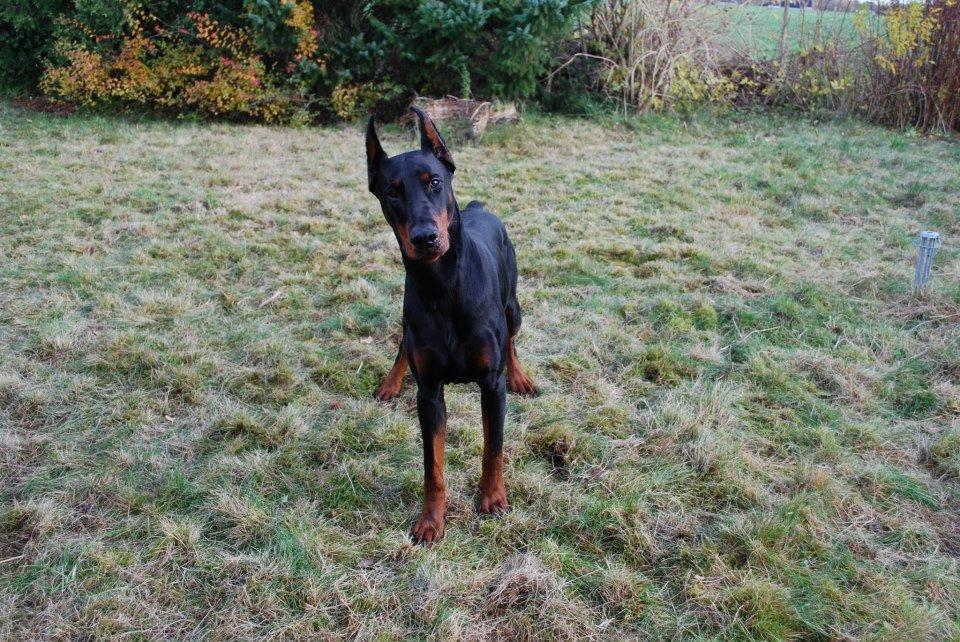 Dobermann otto de altobello billede 4