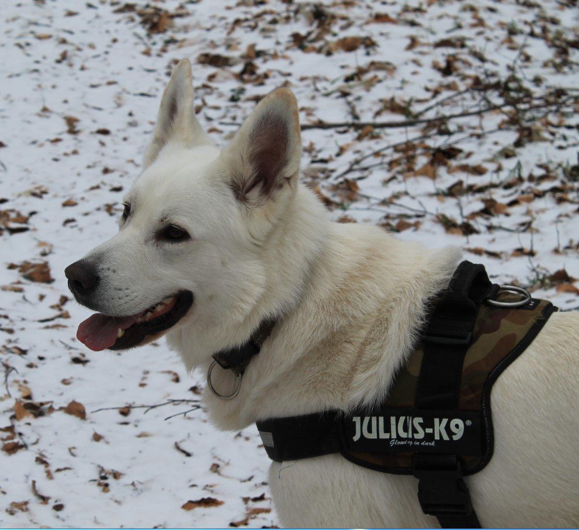 Hvid schæfer ciko billede 11