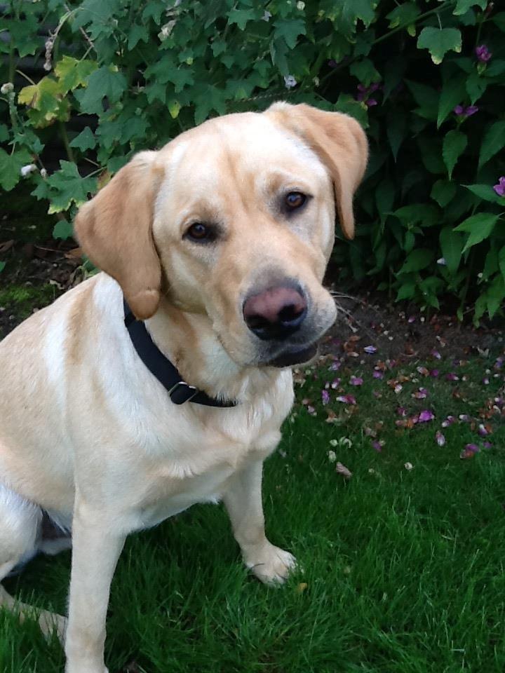 Labrador retriever Mambo aka sneuhyret billede 1