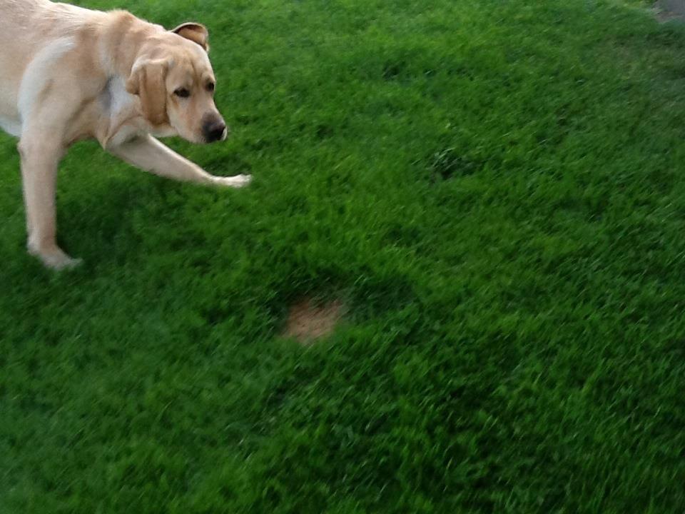 Labrador retriever Mambo aka sneuhyret billede 2