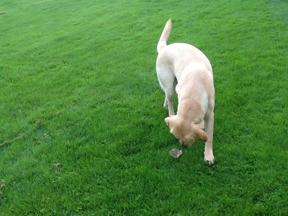 Labrador retriever Mambo aka sneuhyret billede 3