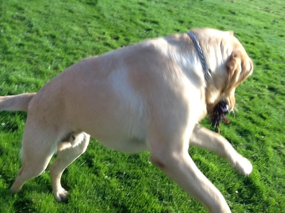 Labrador retriever Mambo aka sneuhyret billede 4