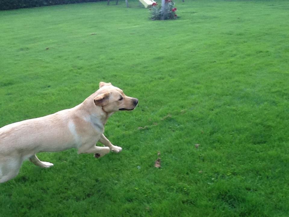 Labrador retriever Mambo aka sneuhyret billede 7