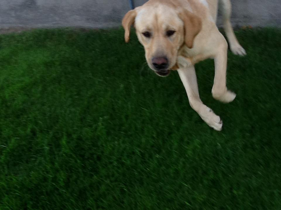 Labrador retriever Mambo aka sneuhyret billede 8