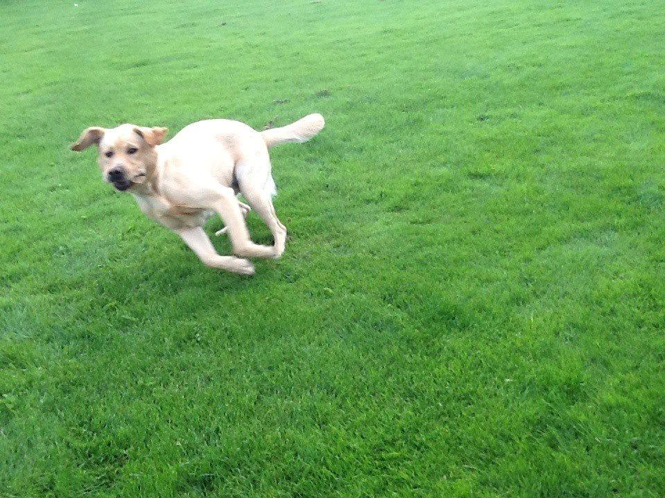 Labrador retriever Mambo aka sneuhyret billede 9