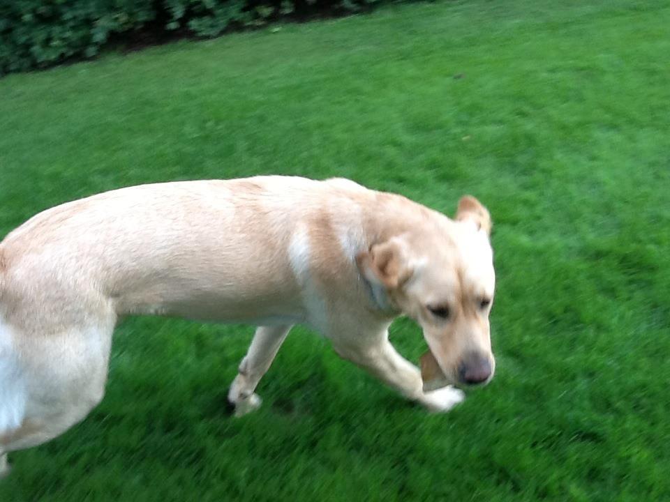 Labrador retriever Mambo aka sneuhyret billede 10