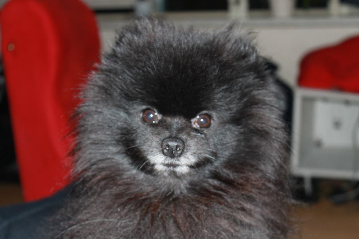 Pomeranian Farier Spitz The Ameriakal Mann ( Diesel ) - BØ der blev du bange :P billede 4