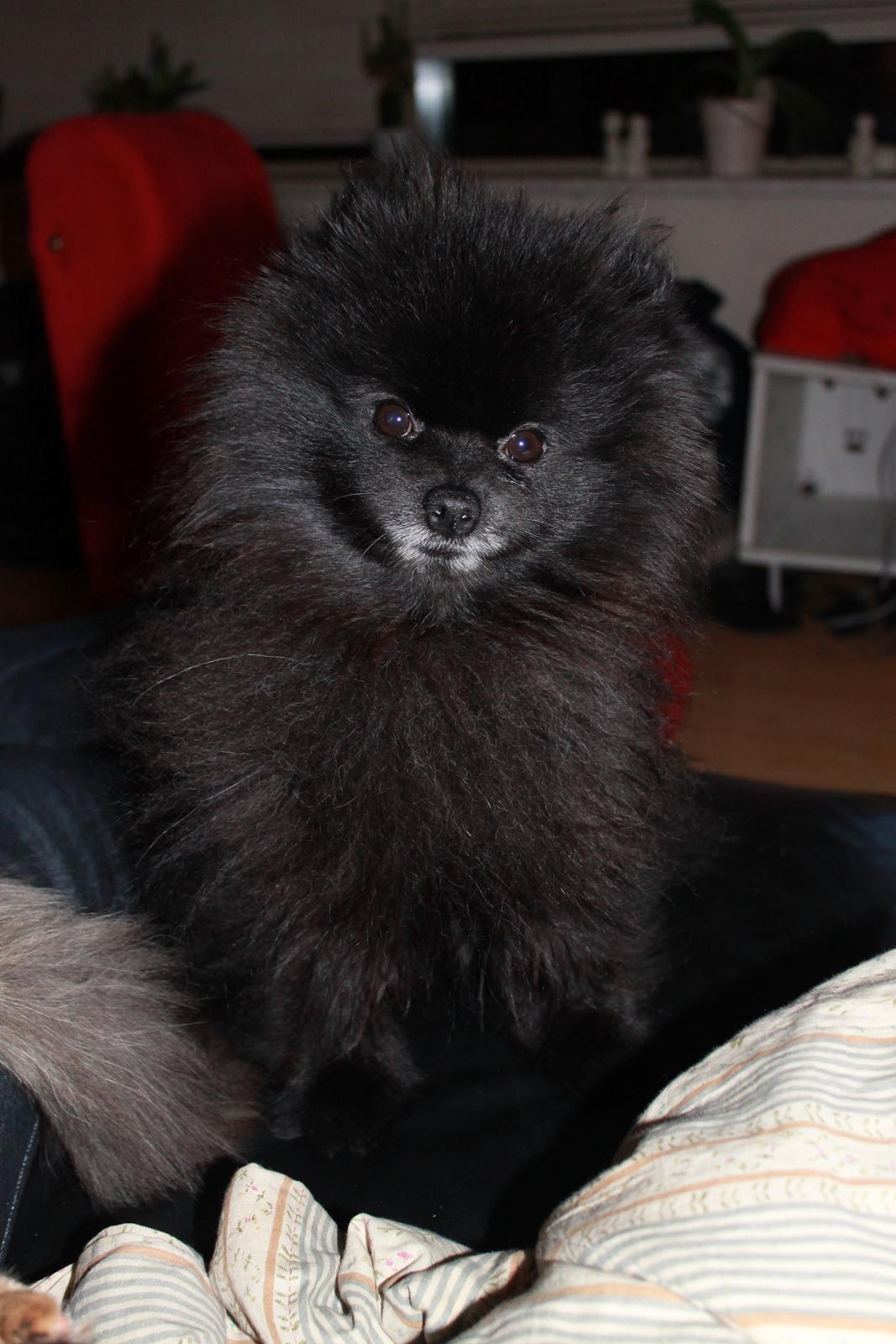 Pomeranian Farier Spitz The Ameriakal Mann ( Diesel ) - undskyld ville ikke gøre dig bange billede 11