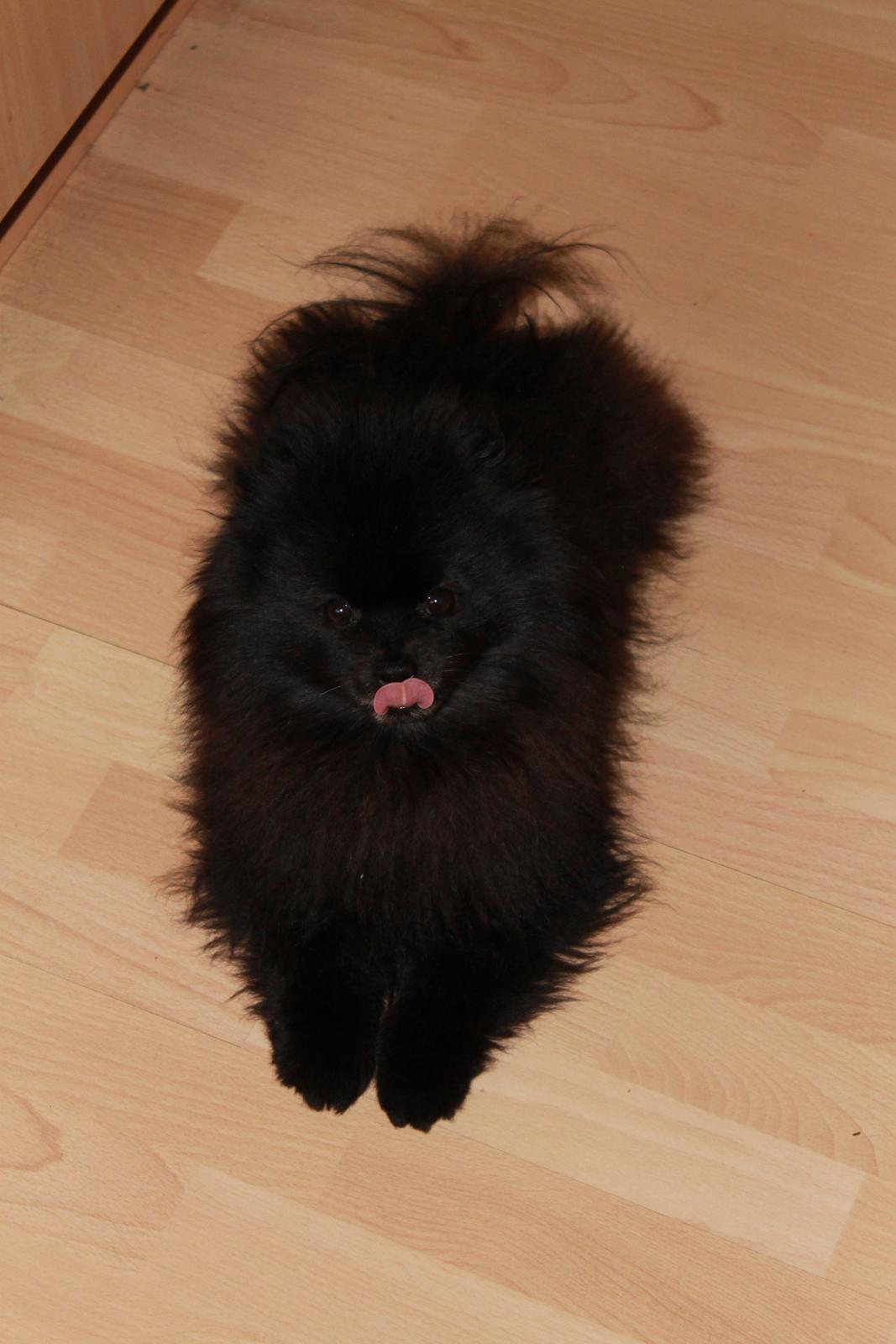 Pomeranian Farier Spitz The Ameriakal Mann ( Diesel ) - Nam Nam det var godt med noget mad billede 12