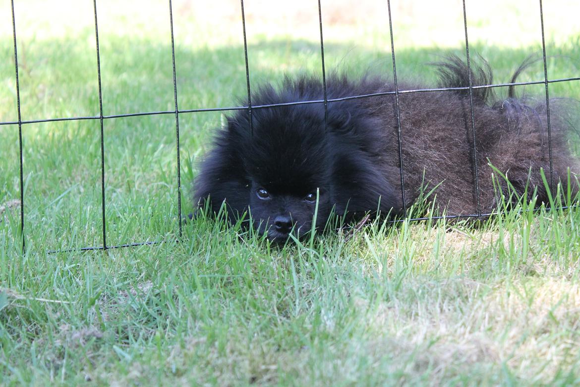 Pomeranian Farier Spitz The Ameriakal Mann ( Diesel ) - oki nu vil jeg gerne ud herfra. billede 13
