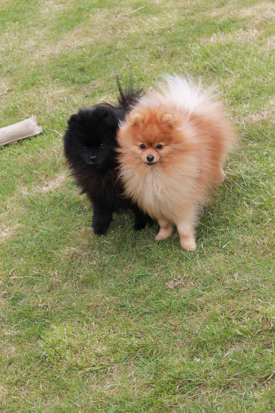 Pomeranian Farier Spitz The Ameriakal Mann ( Diesel ) - Min bror mand og jeg siger tak fordi du ville se mig :) billede 14
