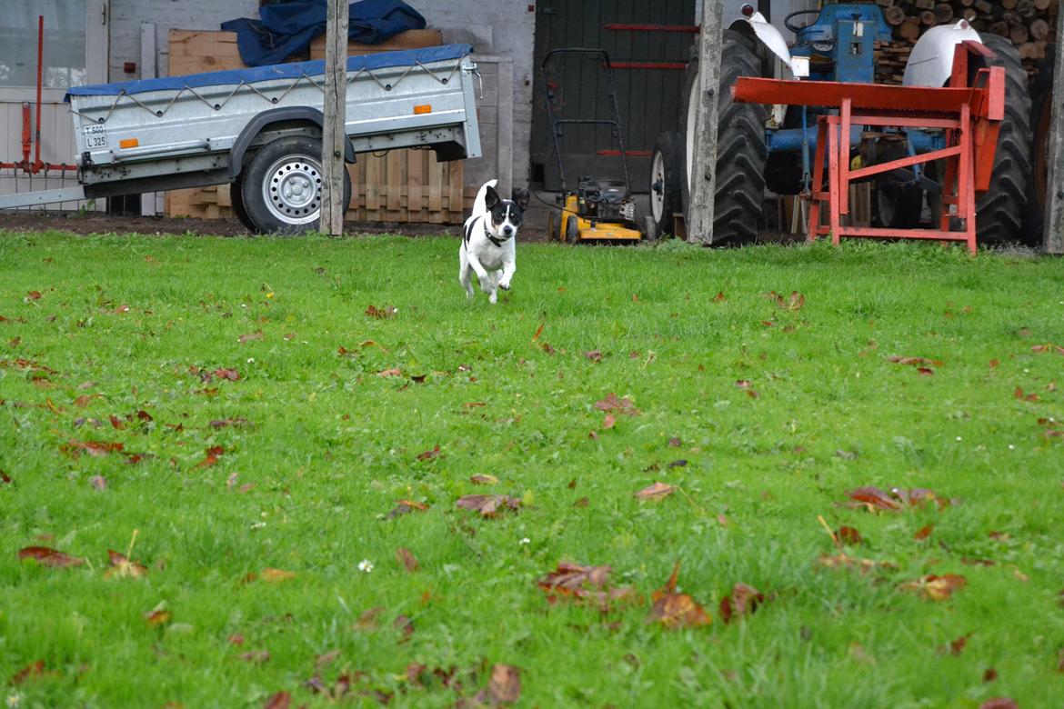 Dansk svensk gaardhund Freja billede 4