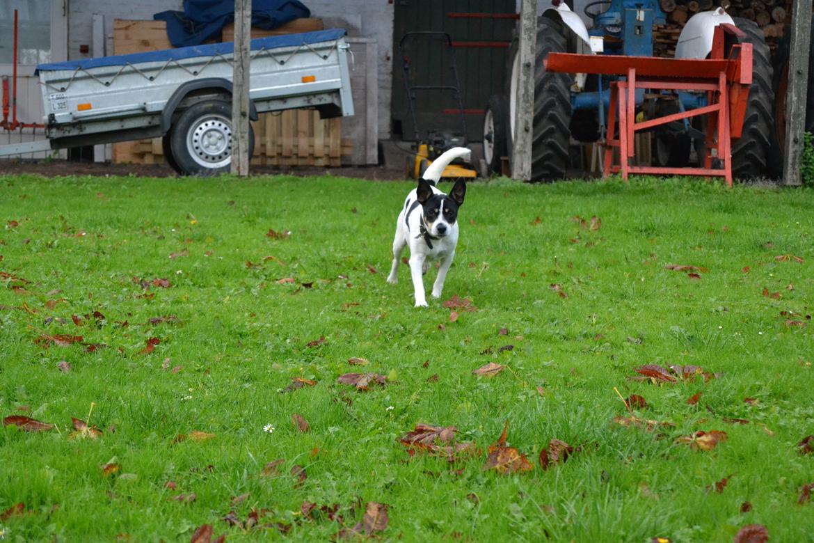 Dansk svensk gaardhund Freja billede 5