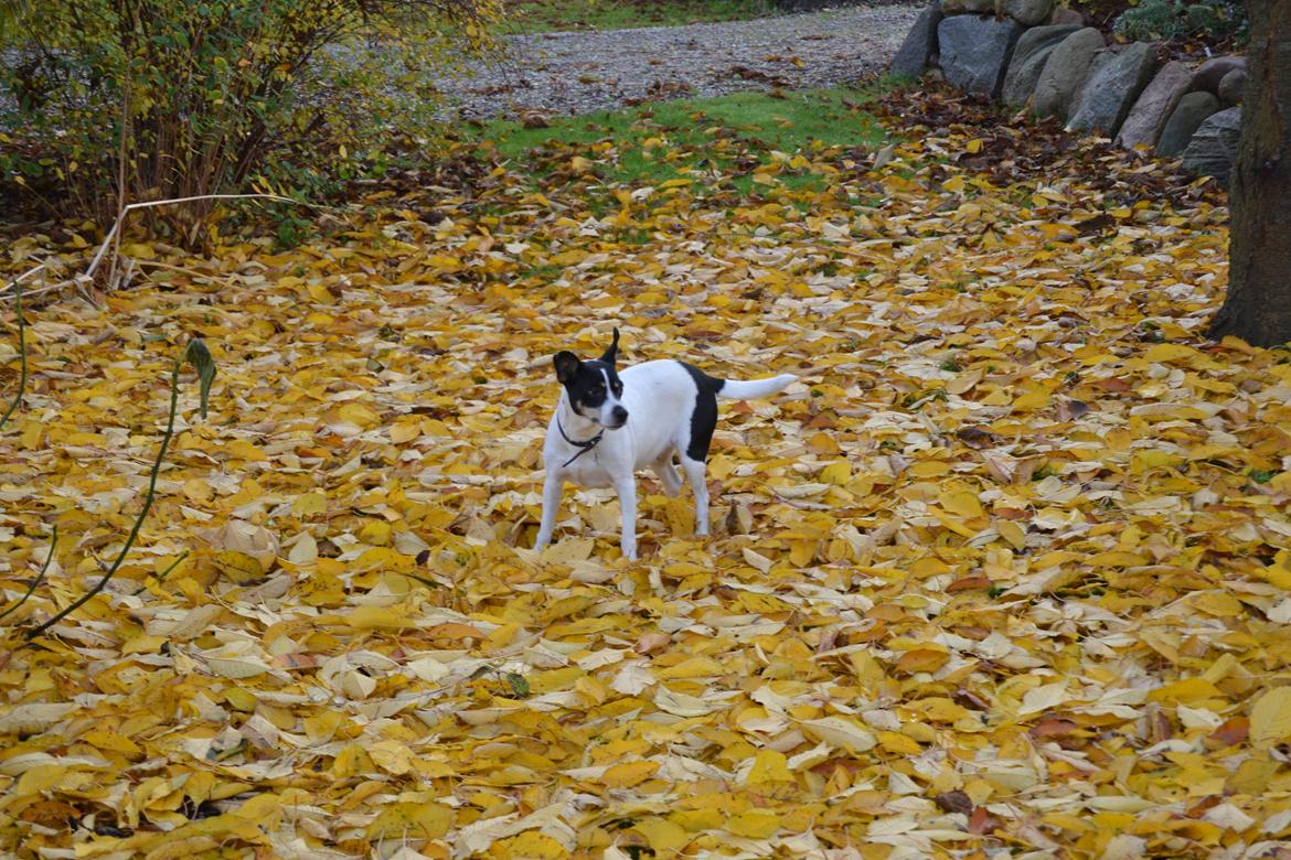 Dansk svensk gaardhund Freja billede 6
