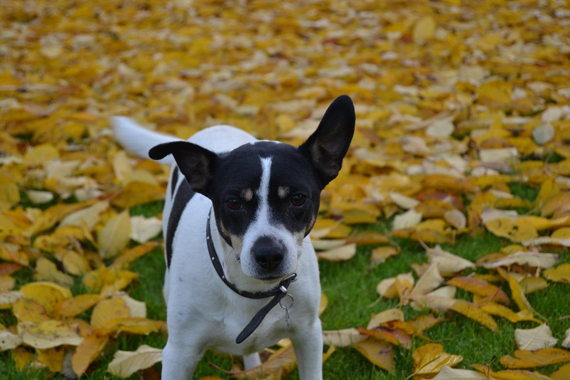 Dansk svensk gaardhund Freja - Velkommen  billede 3