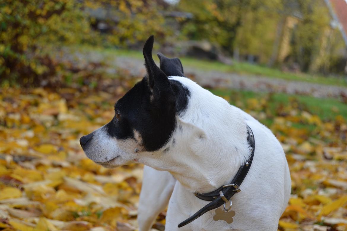 Dansk svensk gaardhund Freja - Flere billeder kommer :-) billede 7