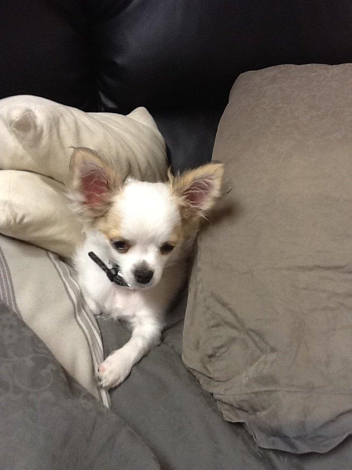 Chihuahua Turbo billede 1