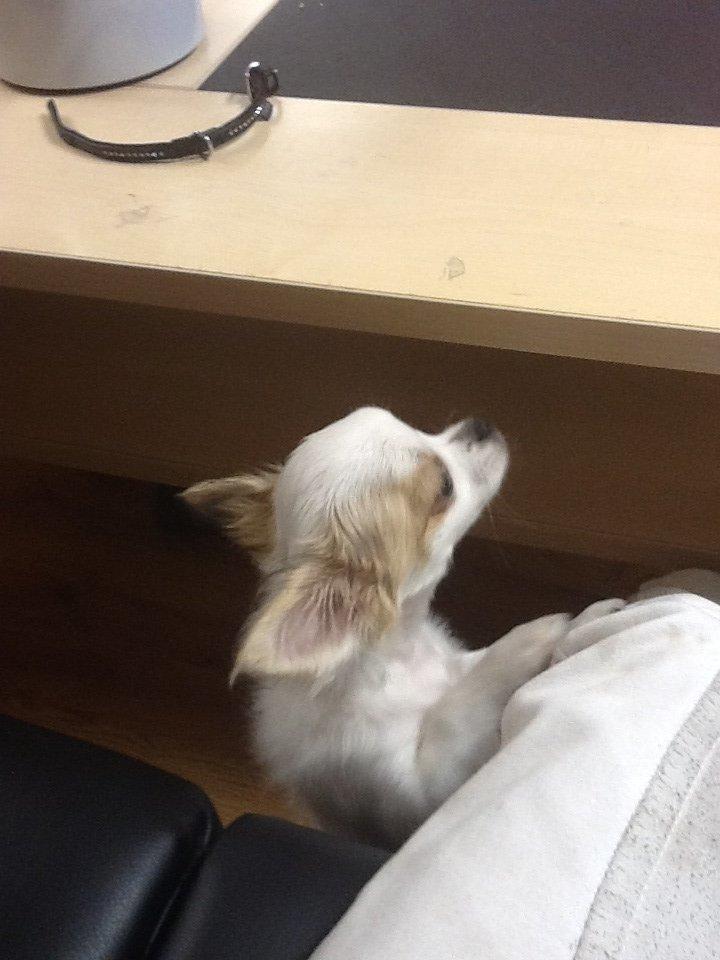 Chihuahua Turbo billede 2