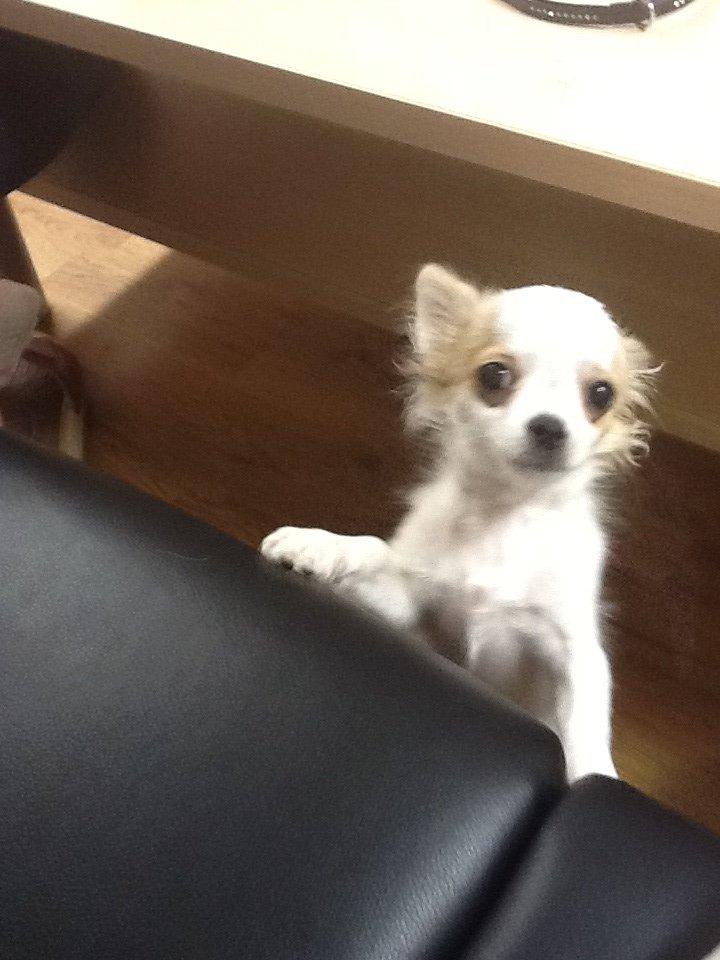 Chihuahua Turbo billede 3