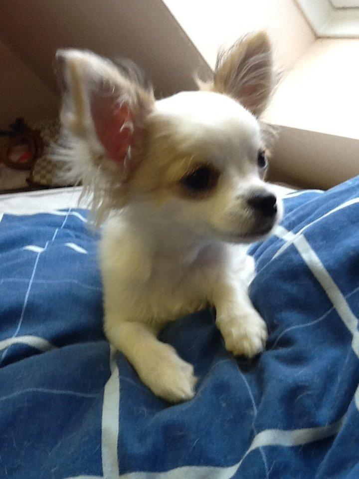 Chihuahua Turbo billede 4