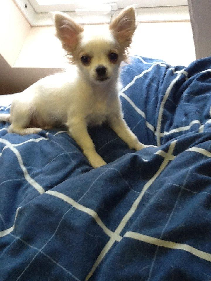 Chihuahua Turbo billede 5