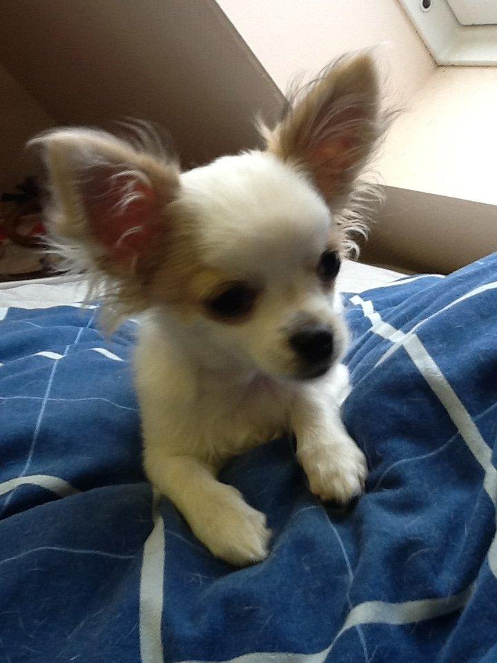 Chihuahua Turbo billede 6