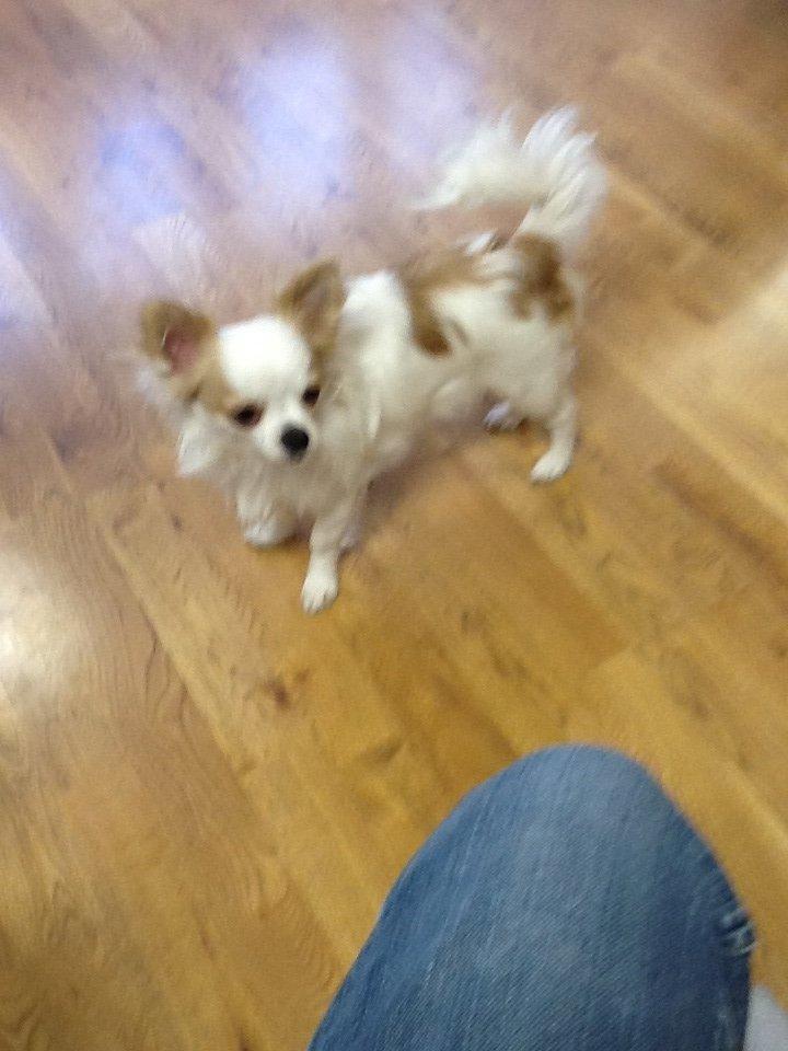 Chihuahua Turbo billede 7