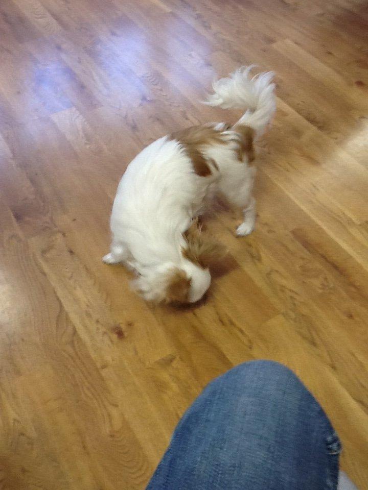 Chihuahua Turbo billede 8