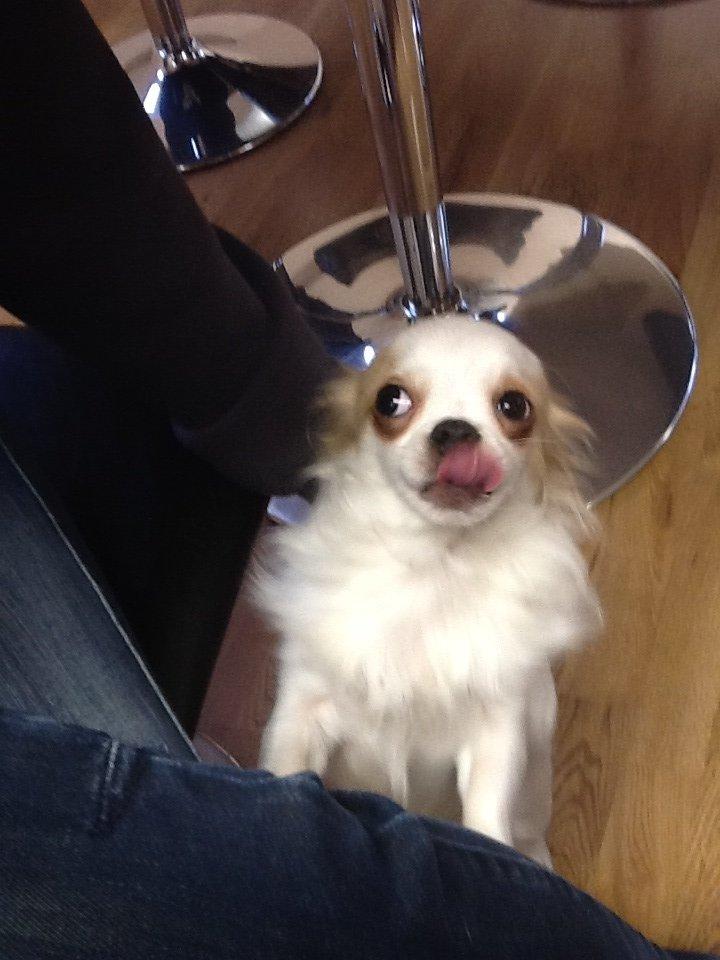 Chihuahua Turbo billede 9