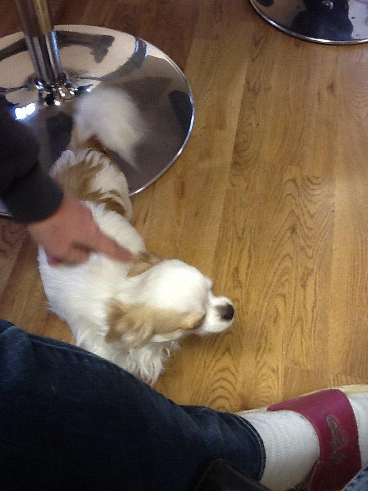 Chihuahua Turbo billede 10