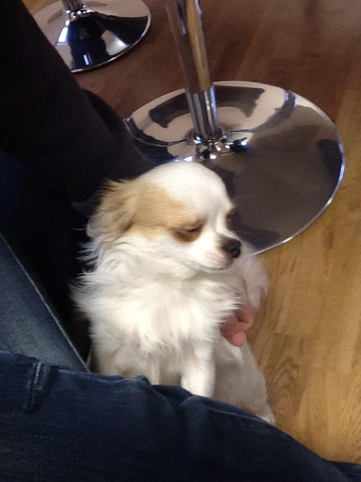 Chihuahua Turbo billede 11