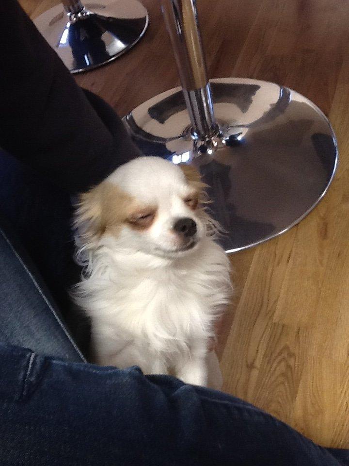 Chihuahua Turbo billede 12