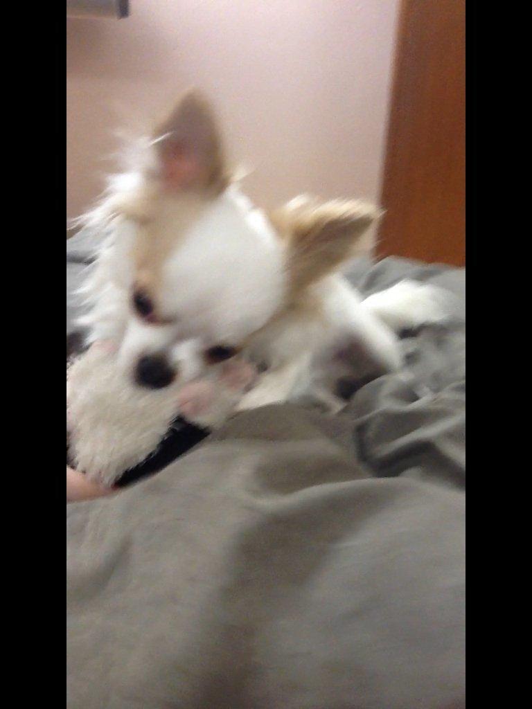 Chihuahua Turbo billede 13