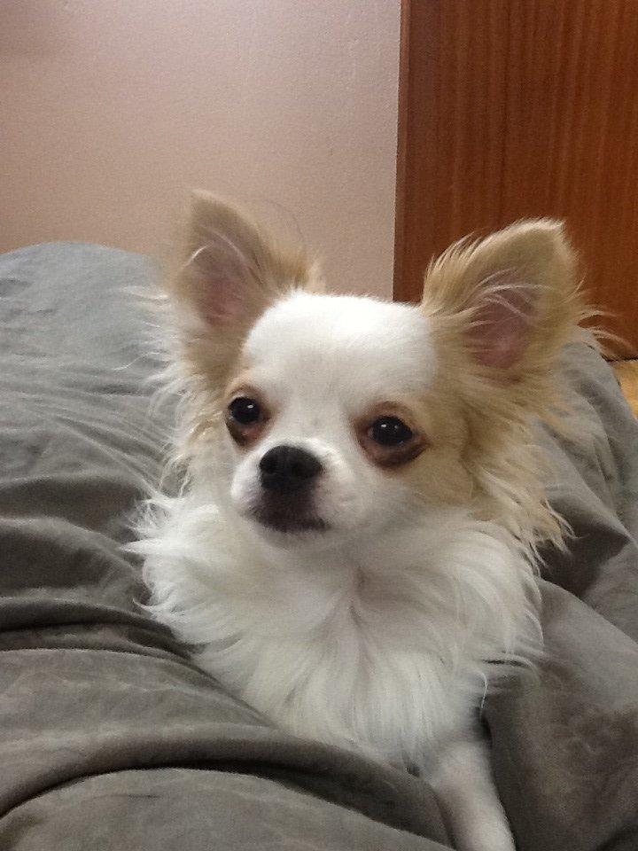 Chihuahua Turbo billede 14