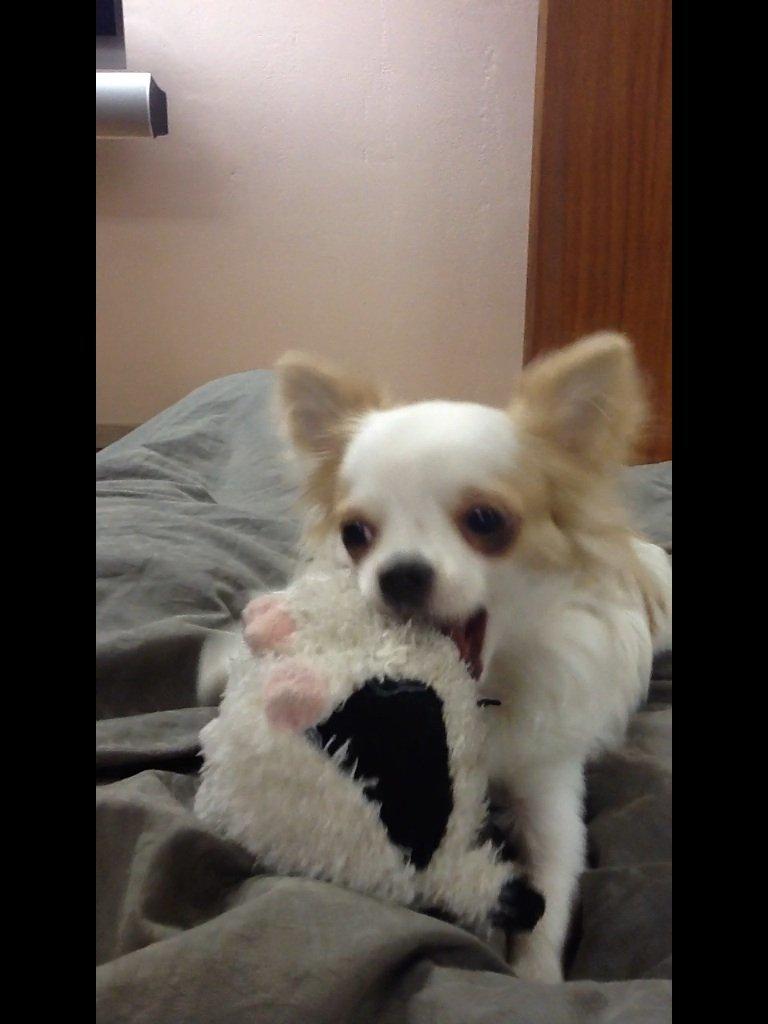 Chihuahua Turbo billede 15