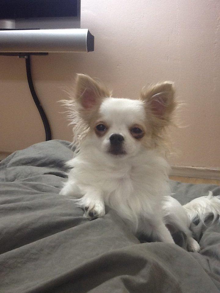 Chihuahua Turbo billede 18