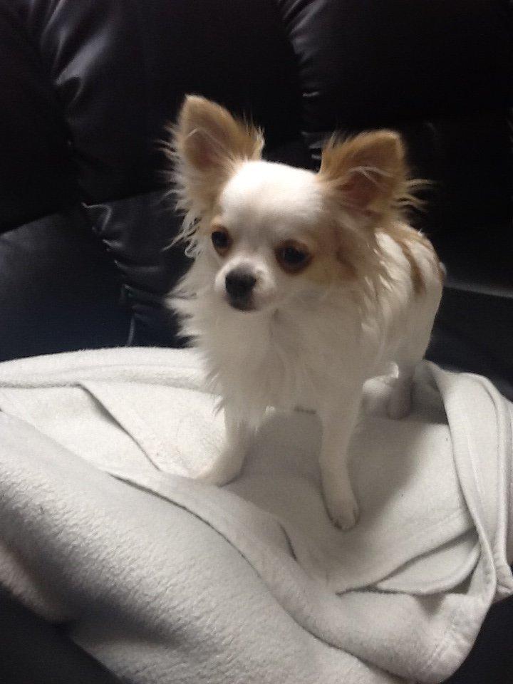 Chihuahua Turbo billede 17