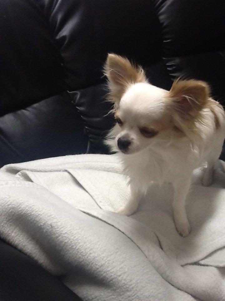 Chihuahua Turbo billede 16