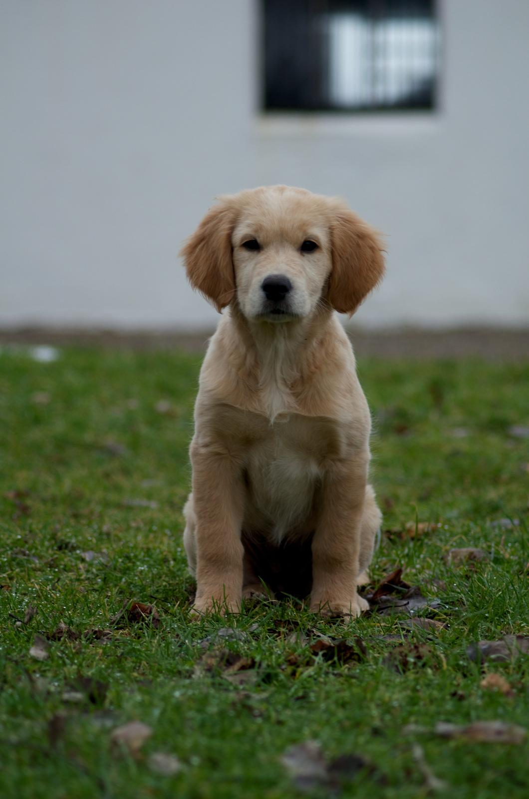 Golden retriever Bella billede 3