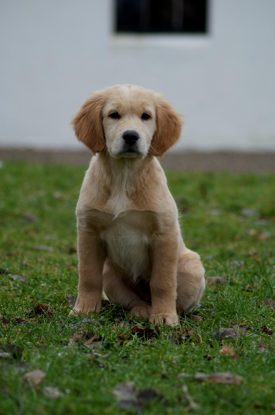 Golden retriever Bella billede 4