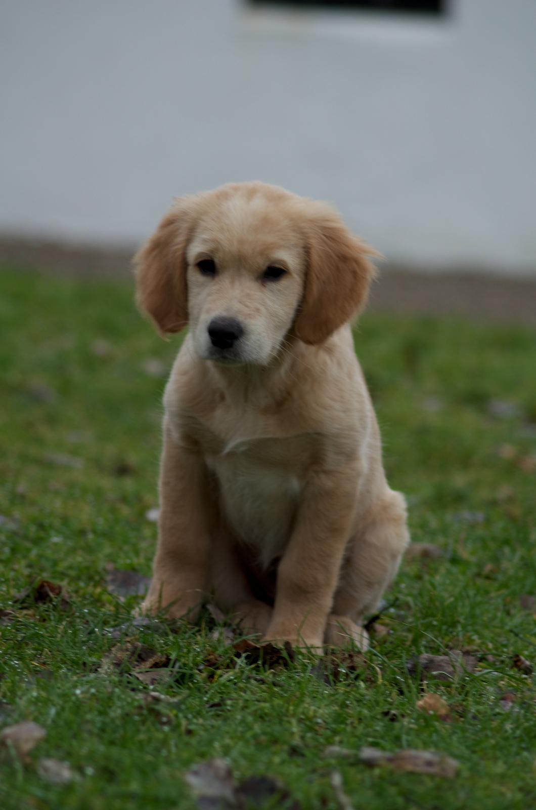 Golden retriever Bella billede 5