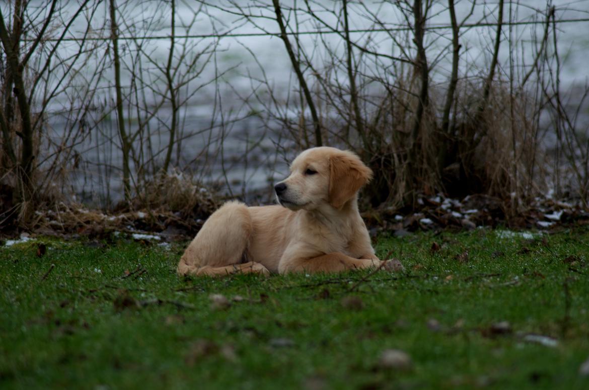 Golden retriever Bella billede 7